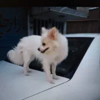 فوش سگ بانژاد پامرواگرگی بخاطر جابجایی|سگ|نسیم‌شهر, |دیوار