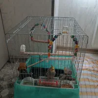 عروس هلندی با قفس|پرنده|محمدیه-قزوین, |دیوار