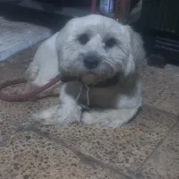 واگزاری سگ شیتزو