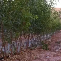 فروش انواع نهال|گل و گیاه طبیعی|اهواز, حصیرآباد|دیوار