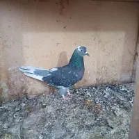 ۴ تا کفتر پرشی تیرماه