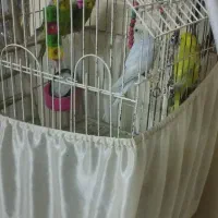 مرغ عشق|پرنده|ری, شهادت|دیوار