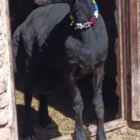 بره قوچ قزل افشار