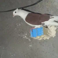 کبوتر|پرنده|اهواز, کوی ایثار|دیوار