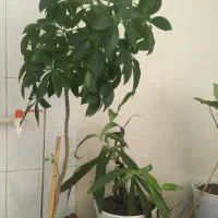 گل طبیعی زیبا