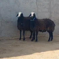 دامداری به نرخ زیر قیمت البته بدون دلال|حیوانات مزرعه|شیراز, حومه شیراز|دیوار