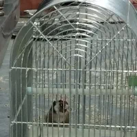 سهره|پرنده|نورآباد, |دیوار