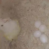 طوطی برزیلی رو تخم