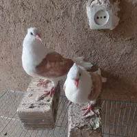 جوجه دوکت زرد خال دار (پشت دار)|پرنده|شهرضا, |دیوار