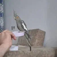 فروش
