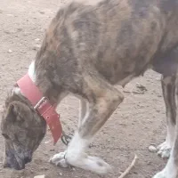 سگ ماده رخ|سگ|فریمان, |دیوار