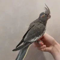 جوجه عروس هلندی