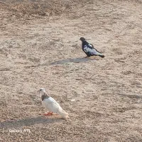 کبوتر پلاکی پدر ومادر شناسنامه کبوتر رنگی|پرنده|شوش, |دیوار