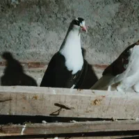 10تا جوجه همه رنگه