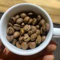 عرضه انواع دان قهوه به قیمت تولیدی