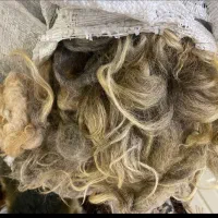 پشم گوسفندی (یون) ۱۵ کیلو تمیز بزرگ|رختخواب، بالش، پتو|تبریز, |دیوار