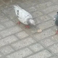 کبوتر|پرنده|گرگان, |دیوار