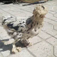 مرغ