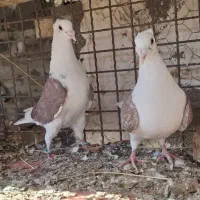 کبوتر