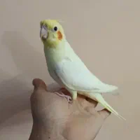 جوجه نرمه خور لوتینو|پرنده|شیراز, شهرک گلستان|دیوار