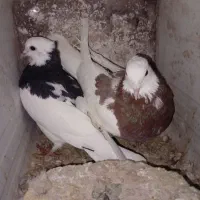 کبوتر طوق پرشی