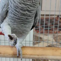 کاسکو خانگی بسیار درشت
