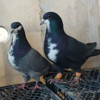 سوسکی .بزک.کرباتی کرمونی|پرنده|تربتحیدریه, باغ ملی|دیوار