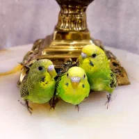 ۳ عدد مرغ عشق جوان آماده جفت گیری