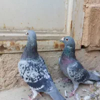کفتر مگس|پرنده|یزد, |دیوار