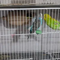 مرغ عشق همراه با جوجه هاشون|پرنده|نیشابور, بلوار گلها|دیوار