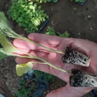 پخش نهال درخت نهالستان شناسنامه دارنشاء فلفل گوجه