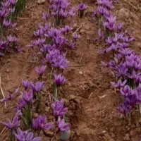 نیرو کارجهت جمع کردن گل زعفران نیشابور
