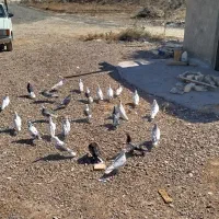 کبوتر فروشی