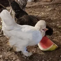 مرغ و خروس لهستانی|حیوانات مزرعه|اصفهان, عسگریه|دیوار