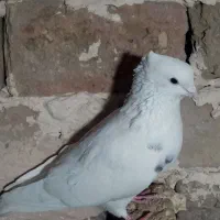 کفتر|پرنده|نیشابور, دهنو|دیوار