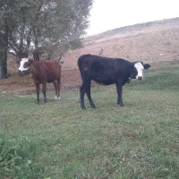 گاو سیمنتال