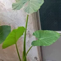 گل بابا ادم