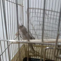 عروس هلندی جفت