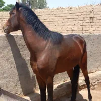 اسب نژاد ترکمن|اسب و تجهیزات اسب‌سواری|دامغان, |دیوار