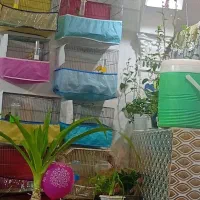 قناری درجه یک همش نر