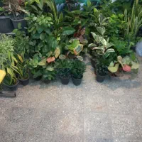 انواع گلهای اپارتمانی روز زن رسید|گل و گیاه طبیعی|شهرکرد, |دیوار