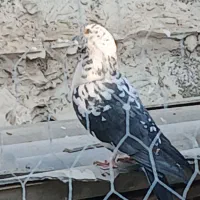 نر قاره|پرنده|هشتگرد, هشتگرد قدیم|دیوار