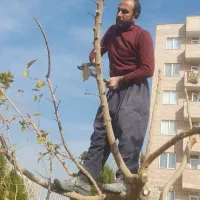 هرس و بیل زنی|خدمات باغبانی و درختکاری|فردیس, شهرک شهید حسینی|دیوار