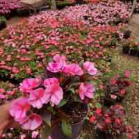 گل های خوشگلمون آف خورده 150 تا 250