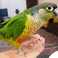 پرنده گرینچیک