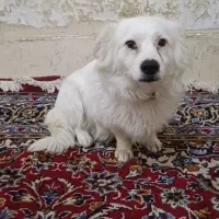 واگذاری سگ ماده