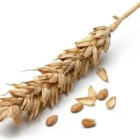 فروش گندم