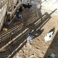 فروش خروس محلی.