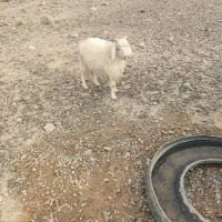 کهره چاق فروشی