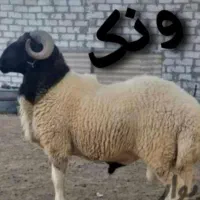 انواع بره زنده